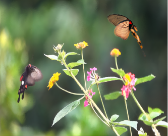 A Practical Model for Realistic Butterfly Flight Simulation