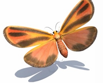 Real-time Wing Deformation Simulations for Flying Insects